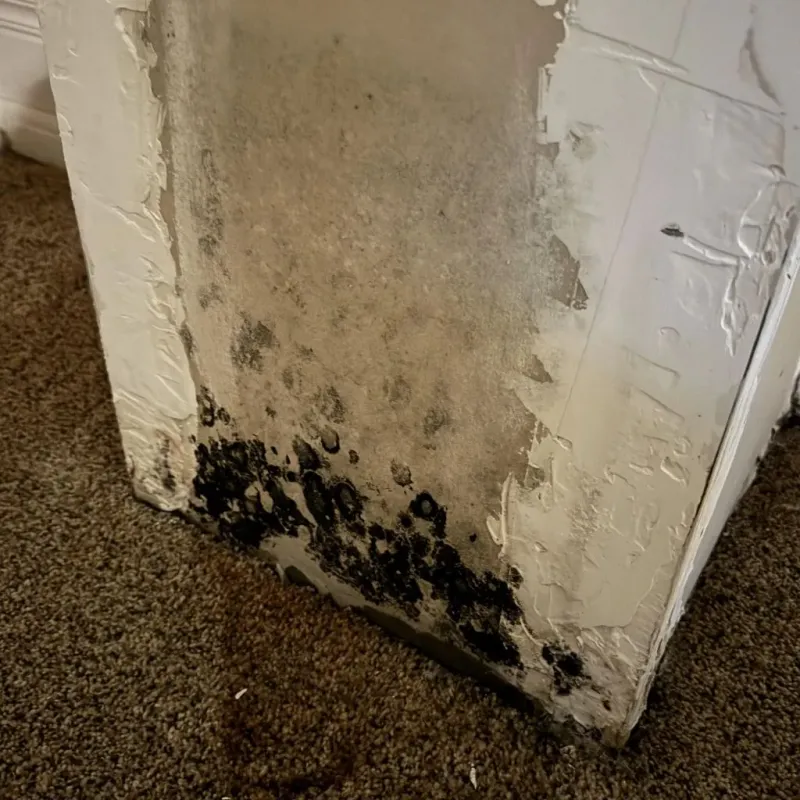 Professional Mold Removal in Chatmoss, VA